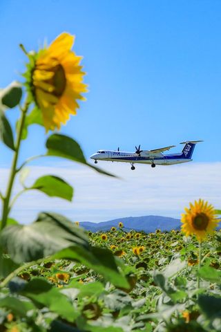 「~夏の女満別~」 ひまわり畑の上の青空を飛んでいく飛行機の写真