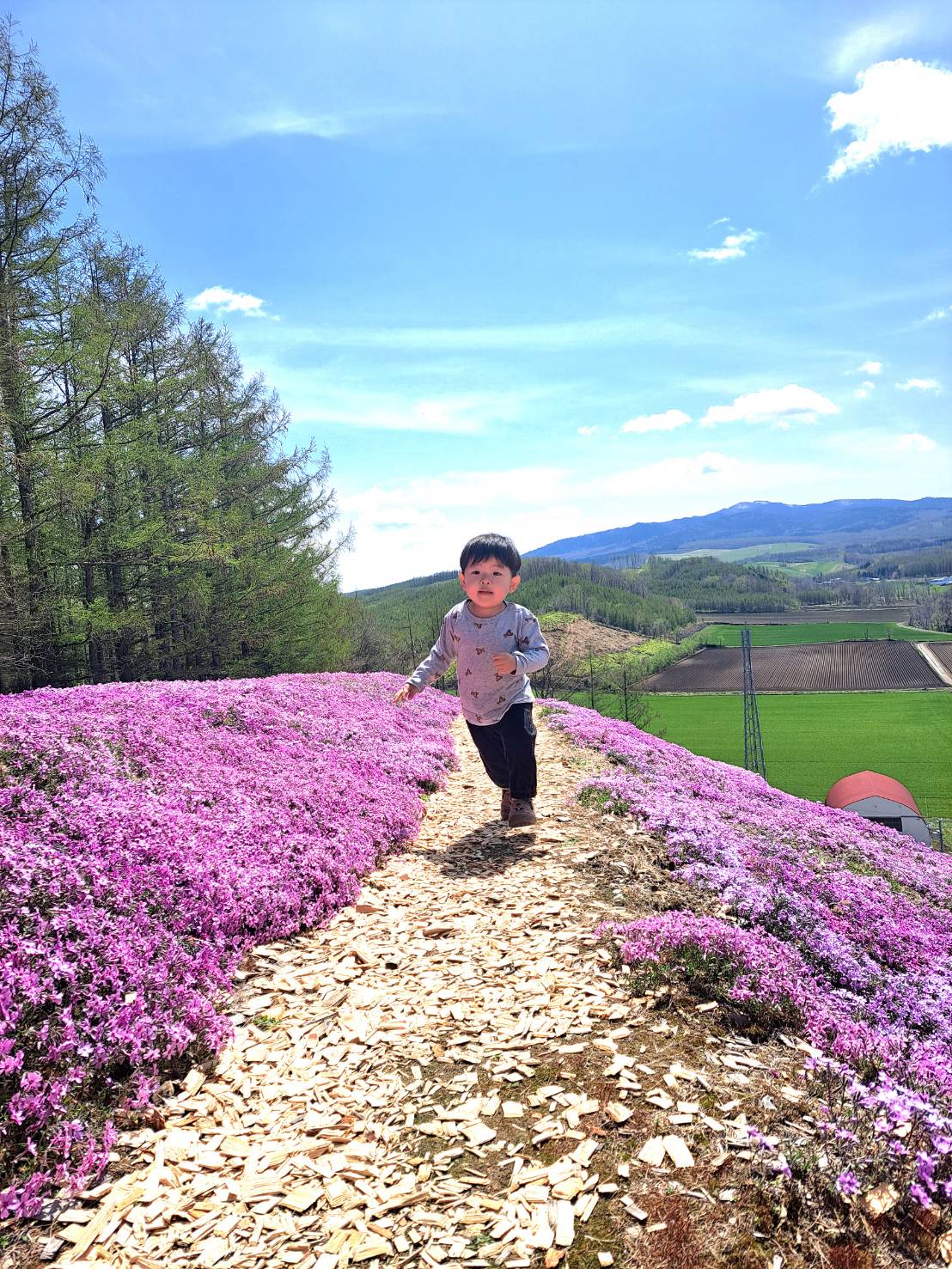「大空、駆ける僕」 ひがしもこと芝桜公園の満開の芝桜の中を走ってくる男の子の写真
