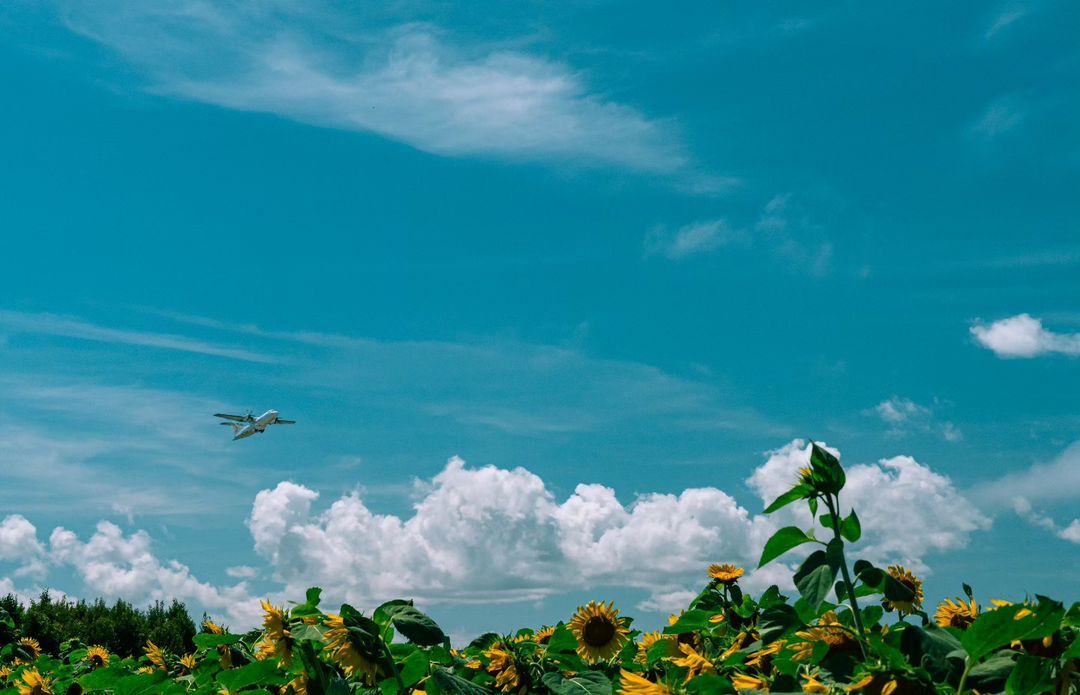 「空旅人が最後に見るオホーツク」 ひまわり畑の向こうから飛んでくる飛行機の写真