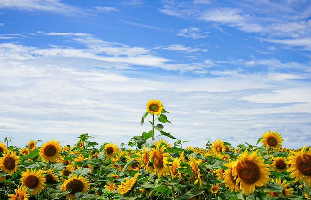 「太陽を待ち侘びた一輪」 ひまわり畑から1本ひときわ高く伸びるひまわりの写真