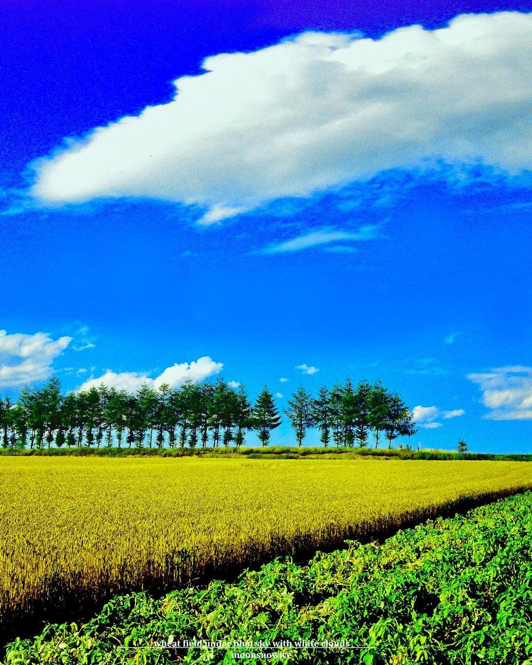 「wheat field under blue sky with white clouds」 小麦畑と青空の写真