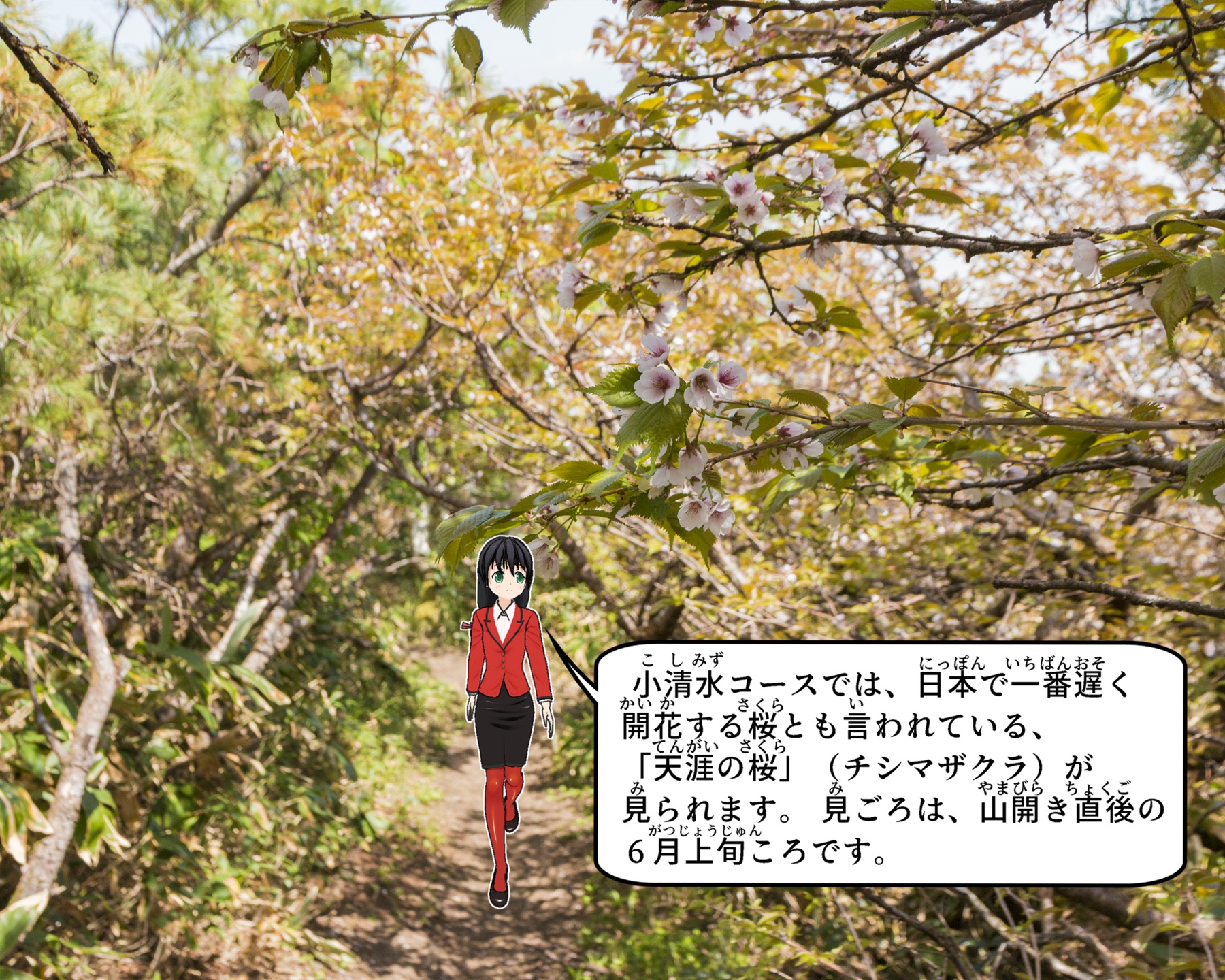 小清水コースの「天涯の桜」(チシマザクラ)の写真の説明をしているイラスト