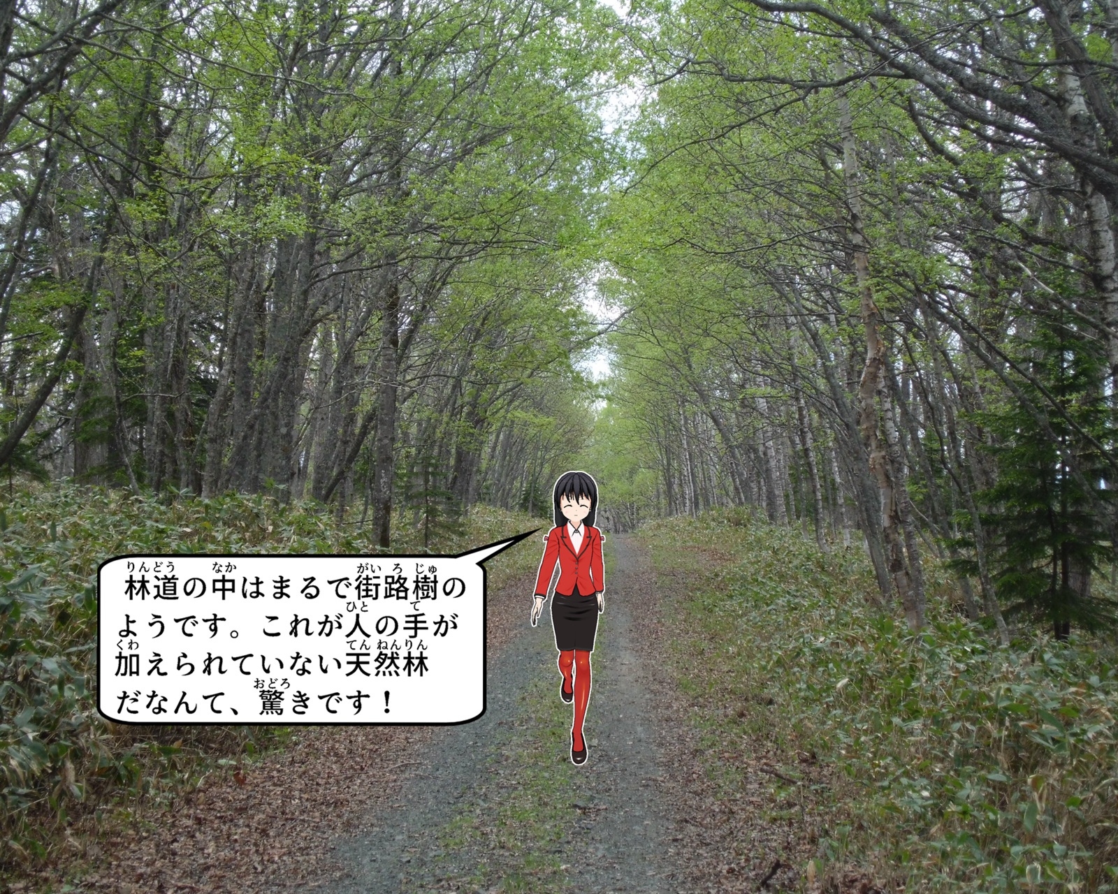 ミズナラ林道について説明をしているイラスト