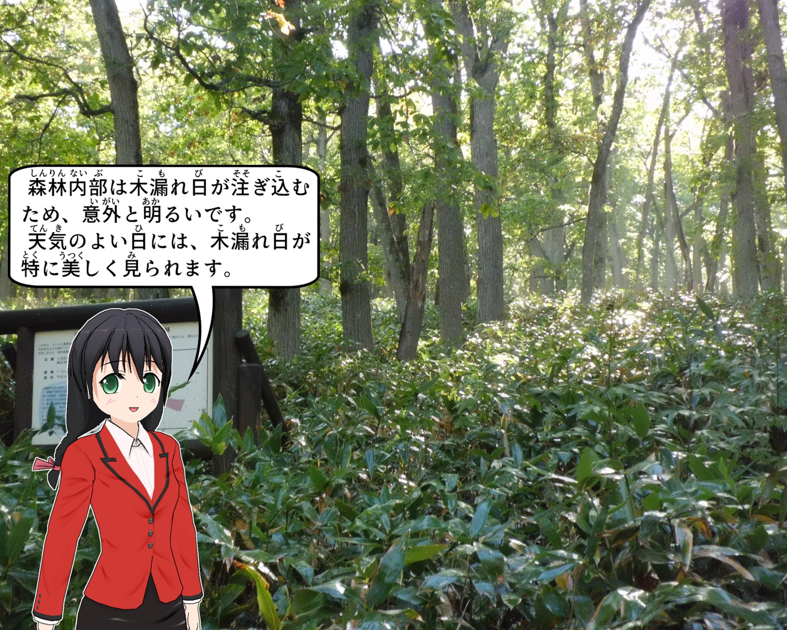 保護林の木漏れ日について説明をしているイラスト