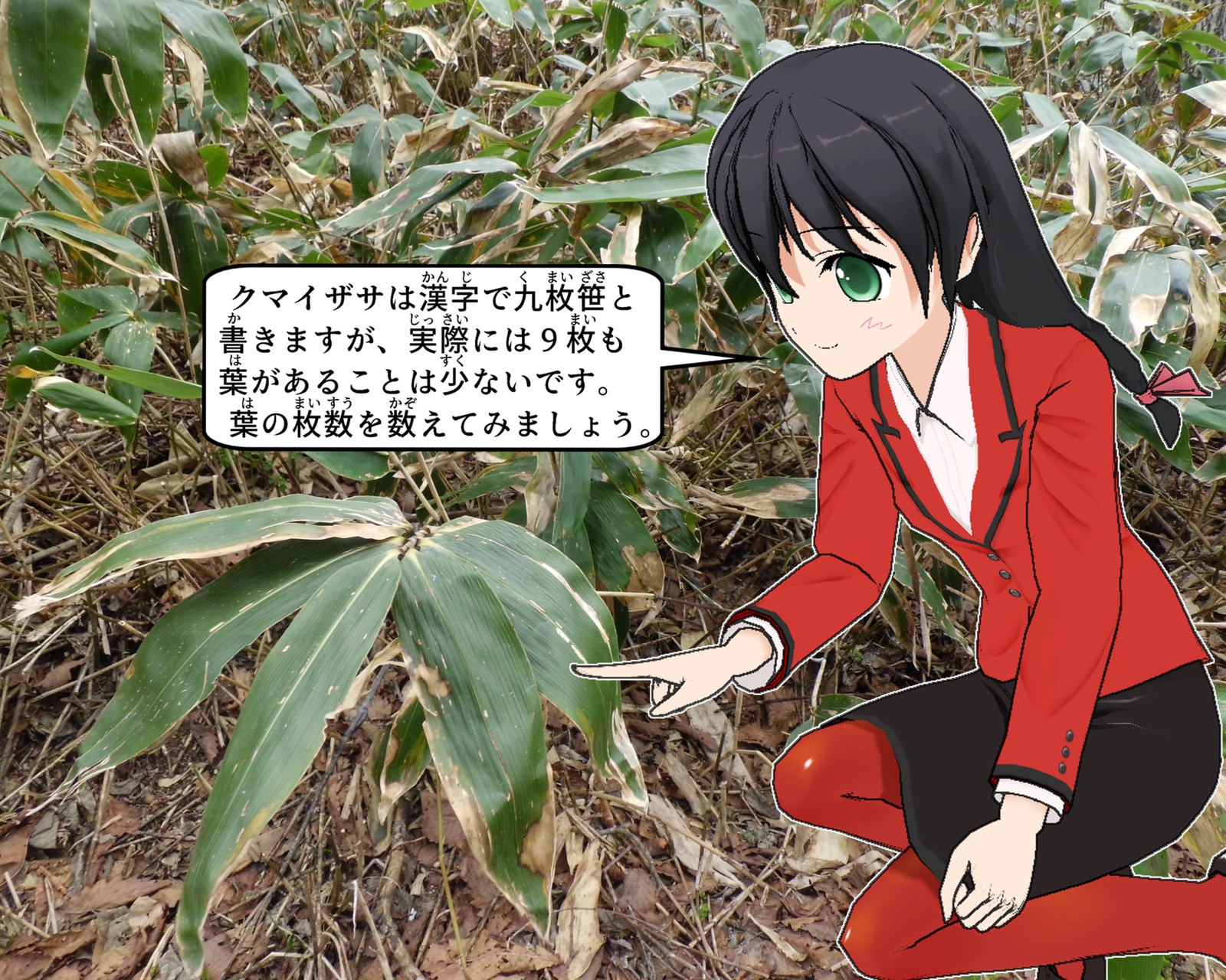 クマイザサについて説明をしているイラスト