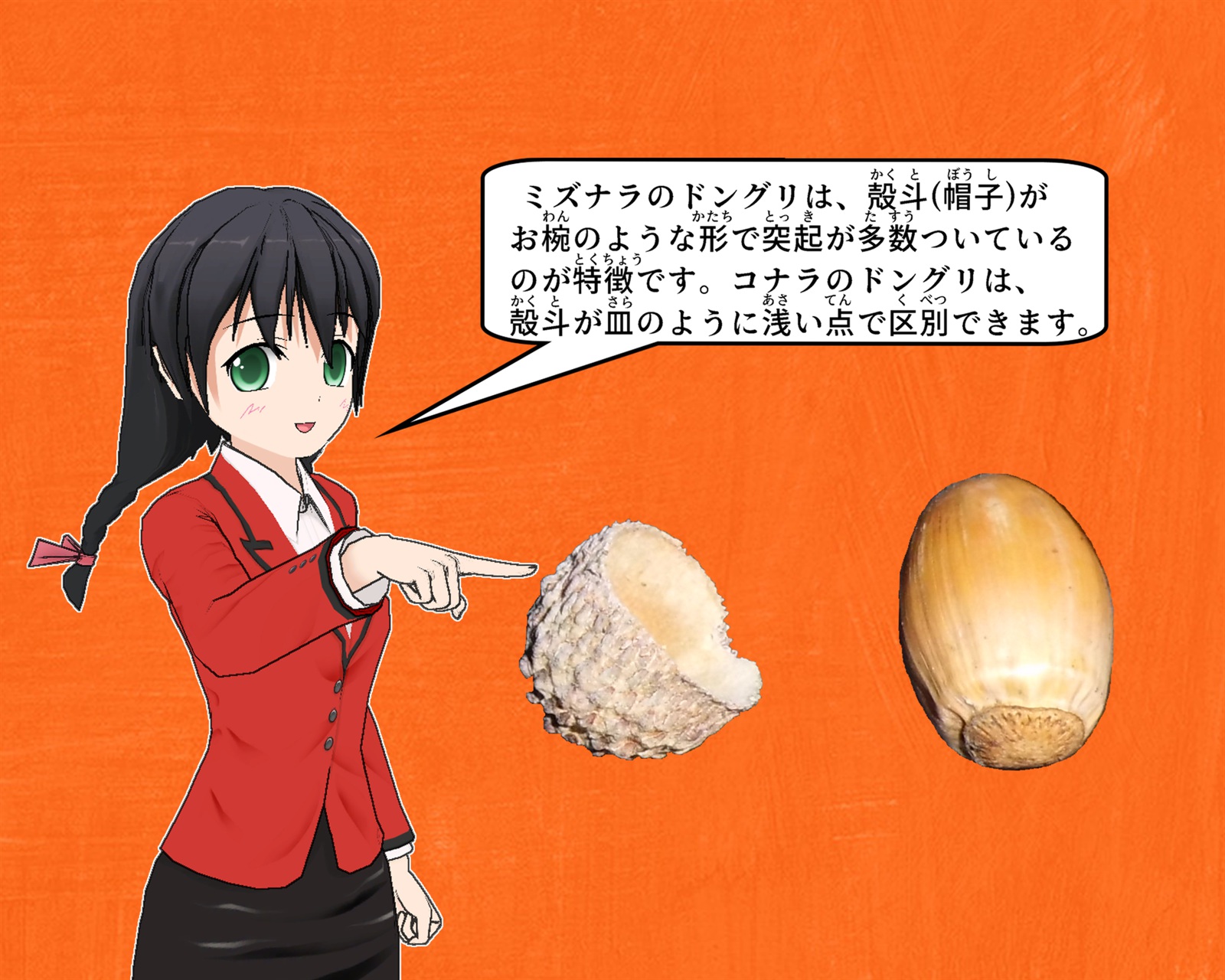 ミズナラのドングリについて説明をしているイラスト
