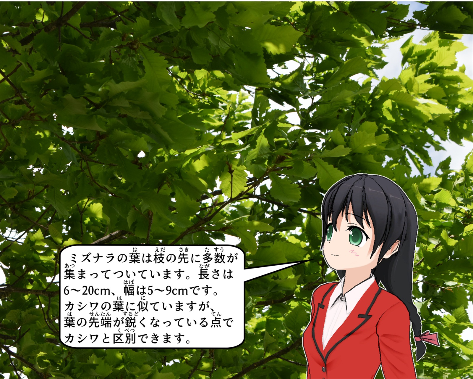 ミズナラの葉について説明をしているイラスト