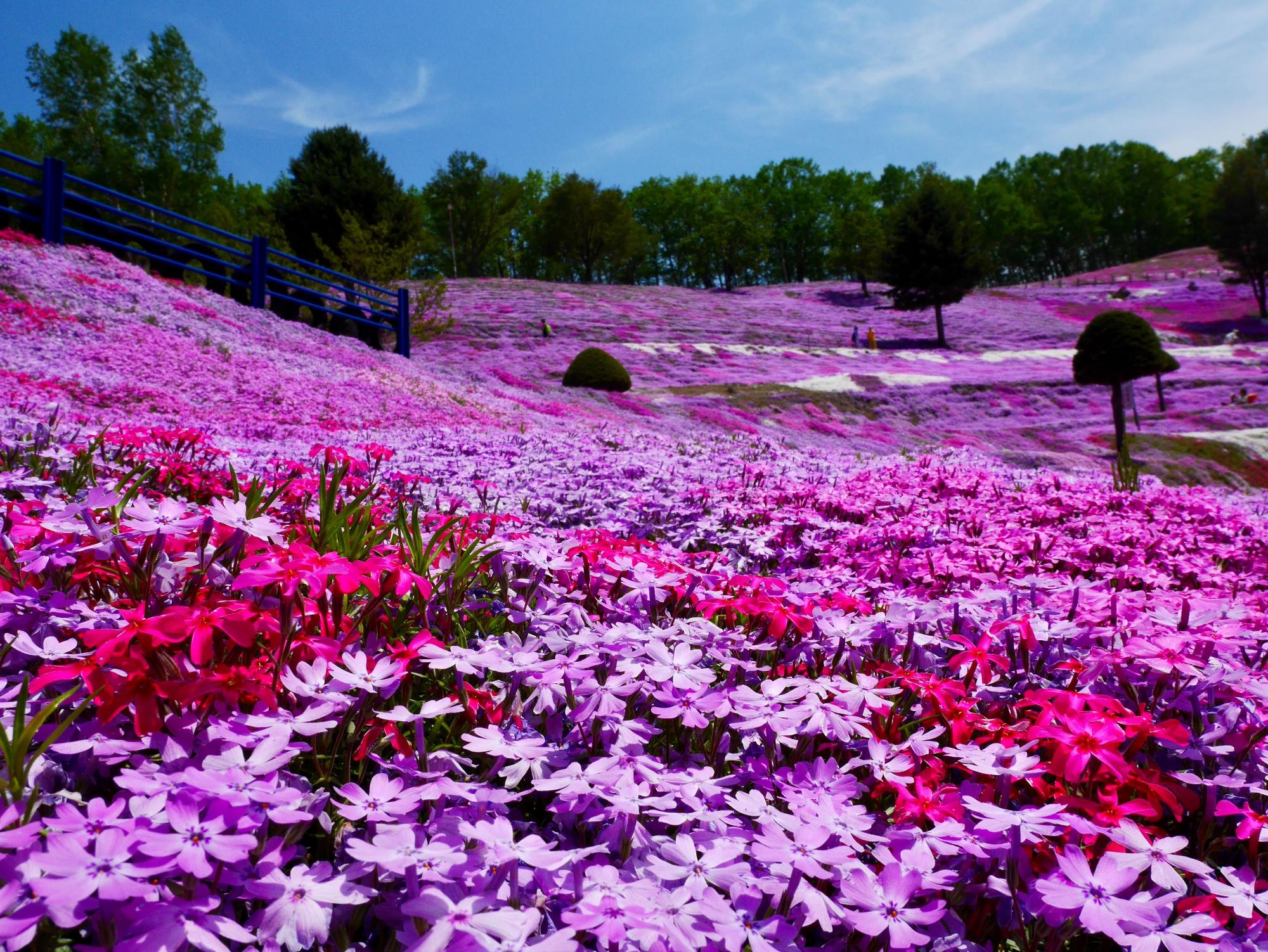 見渡す限りの一面に桃色の花が咲いている様子を捉えた写真