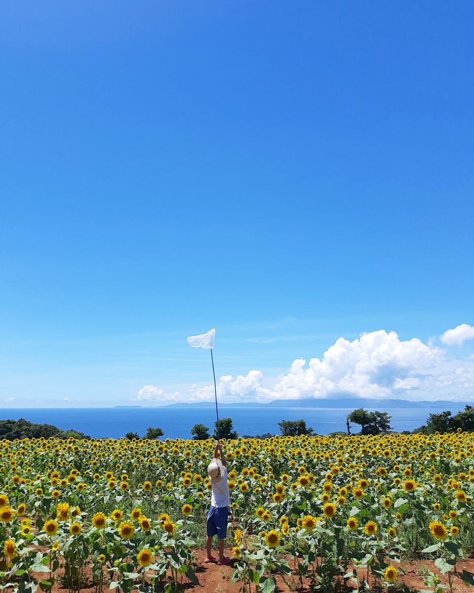 青空のもと一面に広がるひまわり畑のまん中で虫取り網を高く掲げている子どもの様子を捉えた写真