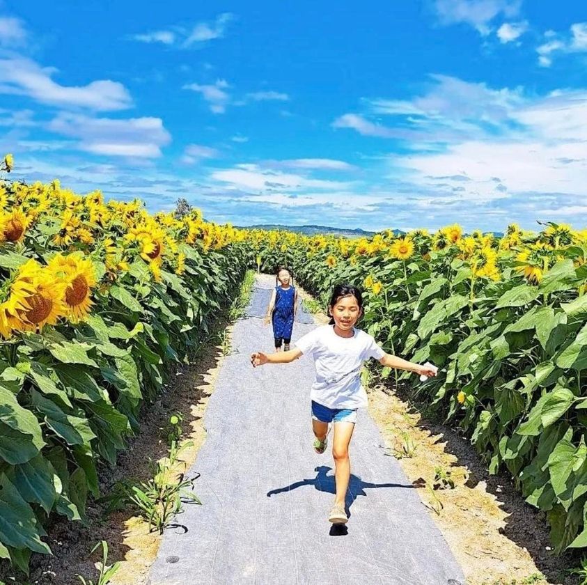 青空のもと満開のひまわりたちが道の両端に咲いている中を走っている少女と立っている女の子を捉えた写真
