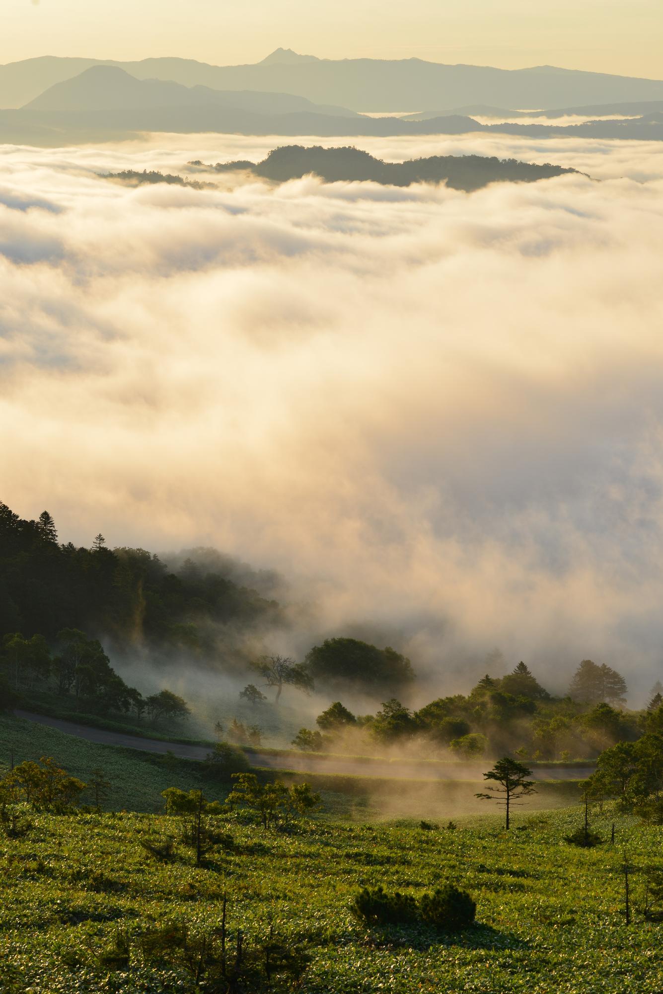 早朝の丘の上から雲海が山々を隠している様子を捉えた写真
