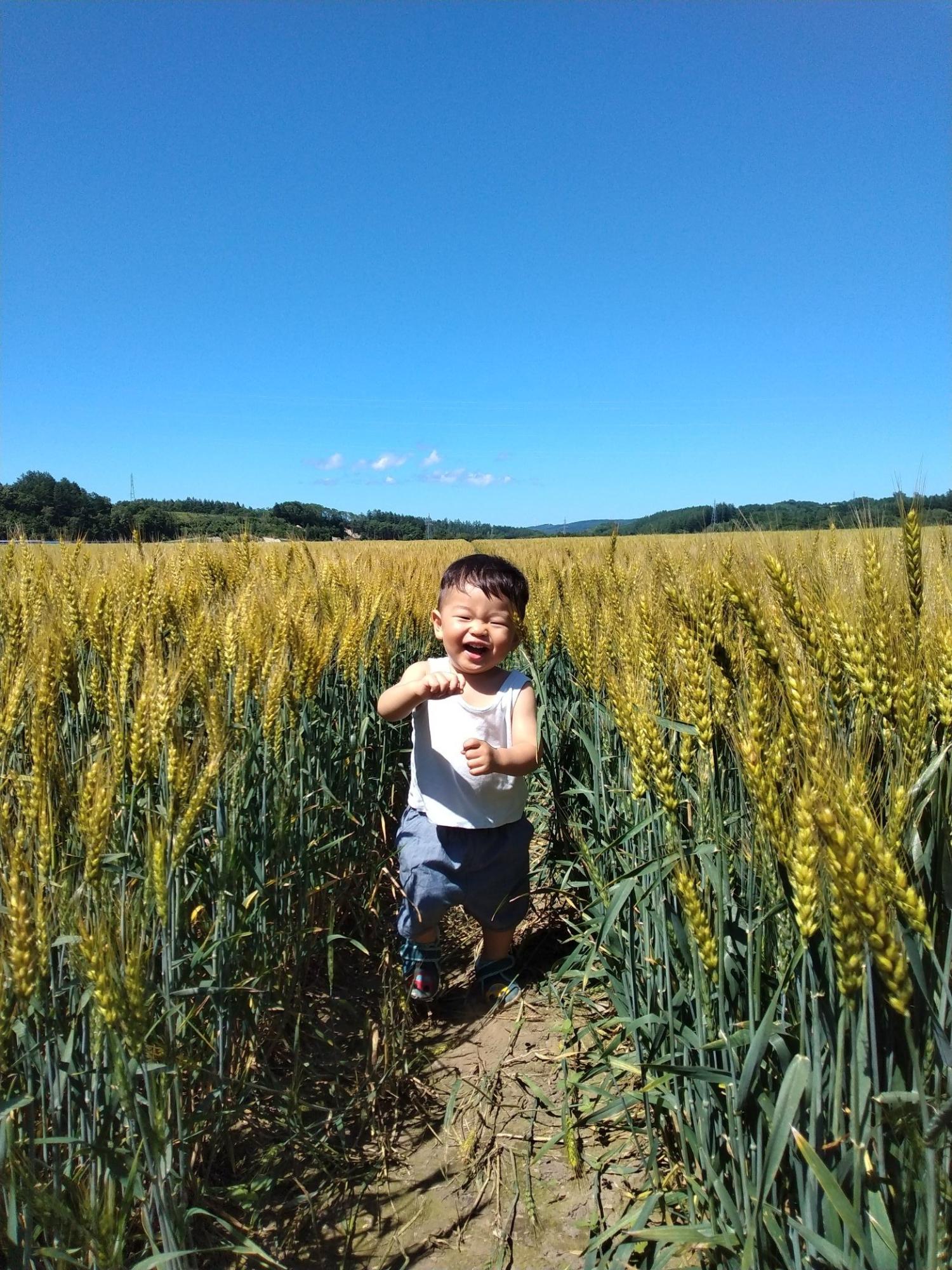 一面の青空のもと広がっている麦畑の中で麦と同じくらいの背丈の男の子が駆け寄ってくる様子を捉えた写真
