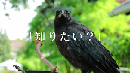 「知りたい?」枝に止まっている一羽のカラスの写真