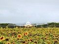 一面のひまわり畑の向こうにある飛行機の写真
