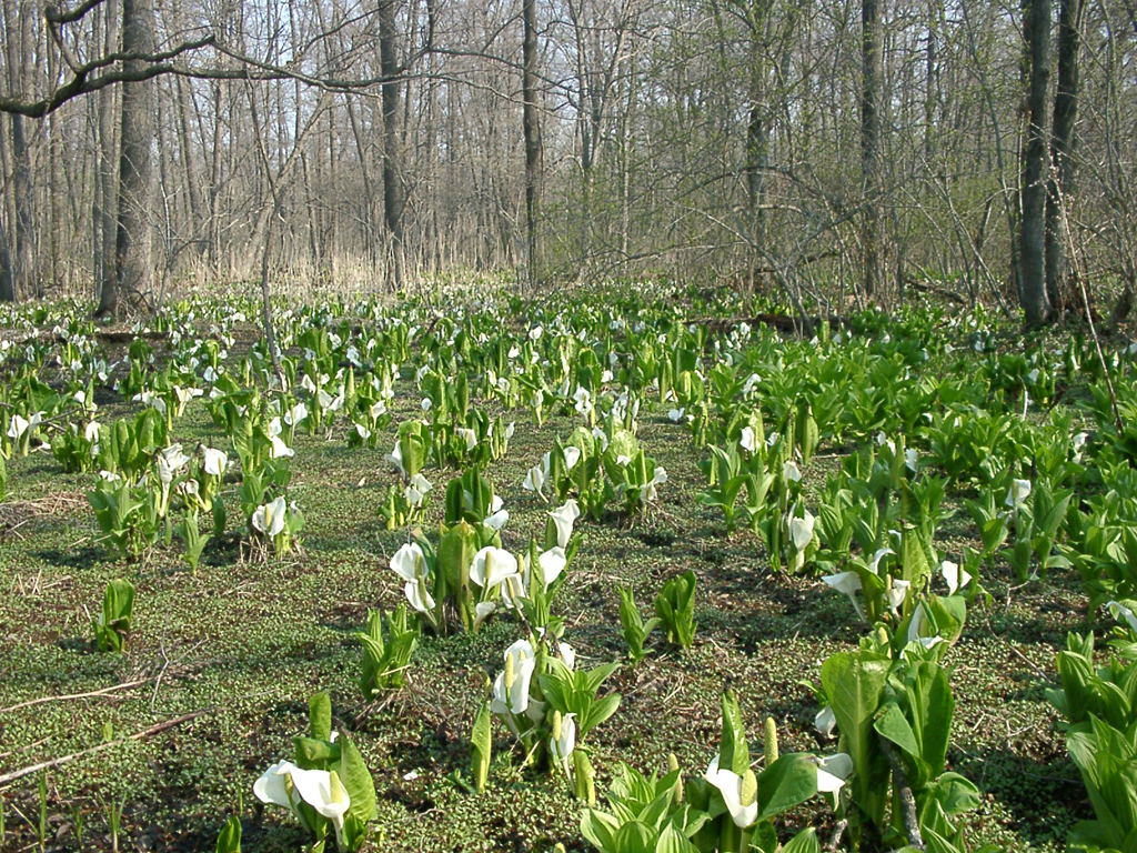 まだ葉のついていない木々の間にきれいな白い色の花が一面に咲いている様子の写真