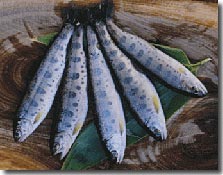 銀色の体に青い大小の斑点が並んでいる5匹のやまべが扇状に並べられている写真