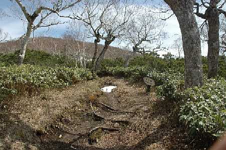 青空の下で枝を伸ばした樹木たちに囲まれた、なだらかな登山道の写真