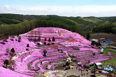 公園の丘の斜面一面をピンク色に美しく咲く芝桜の様子を遠くからうつした写真