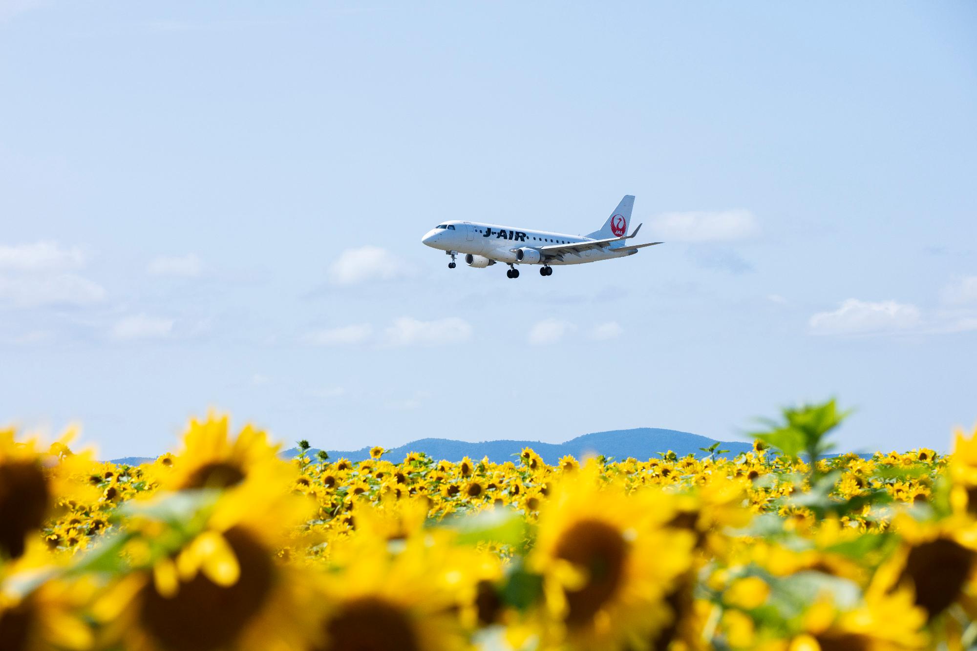 ひまわり畑と飛行機