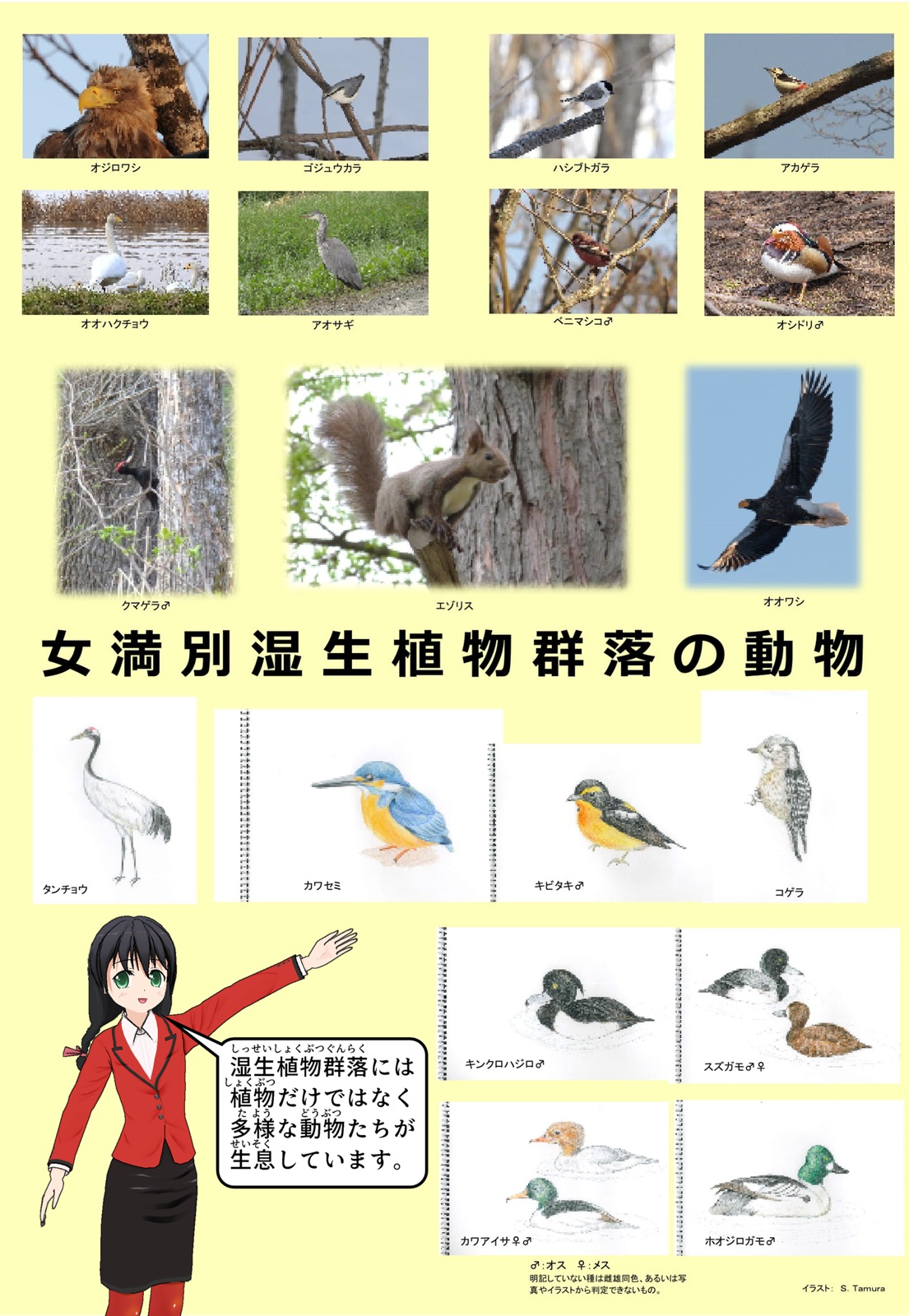 湿性植物群落に生息する多くの動物・鳥類をまとめて載せた写真について説明をしているイラスト