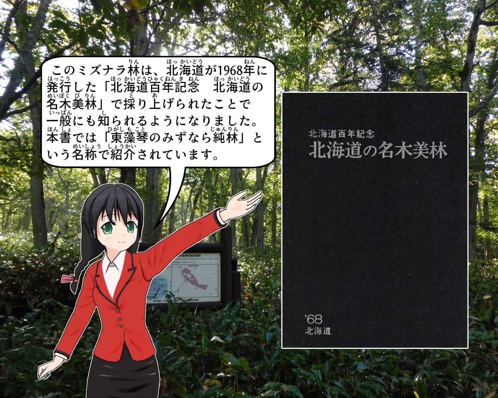 北海道の名木美林について説明をしているイラスト