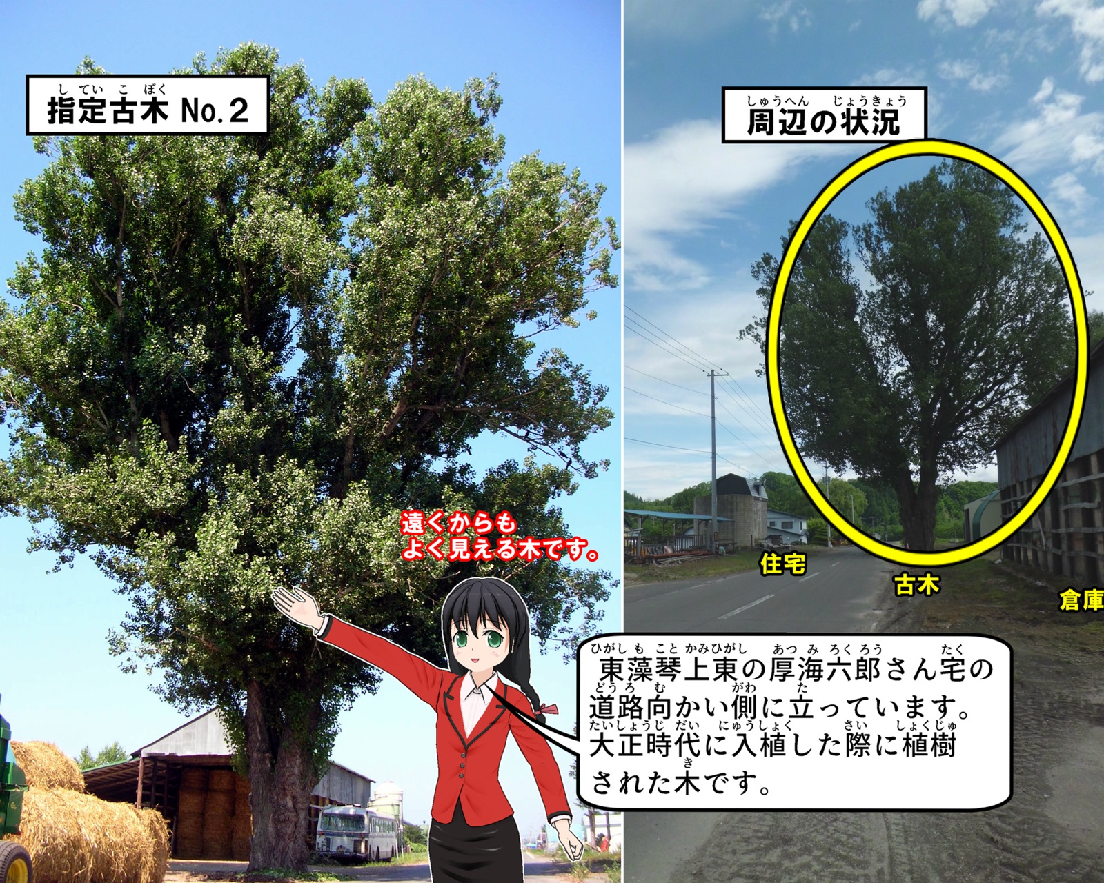 東藻琴上東の厚海六郎さん宅の道路向かい側に立っているポプラの写真の説明をしているイラスト