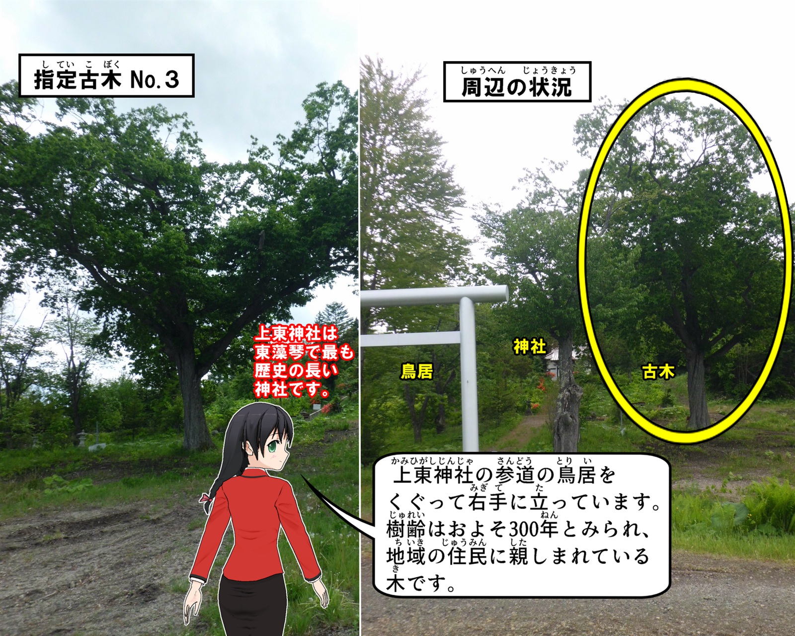上東神社の参道の鳥居をくぐって右手に立っているミズナラの写真の説明をしているイラスト