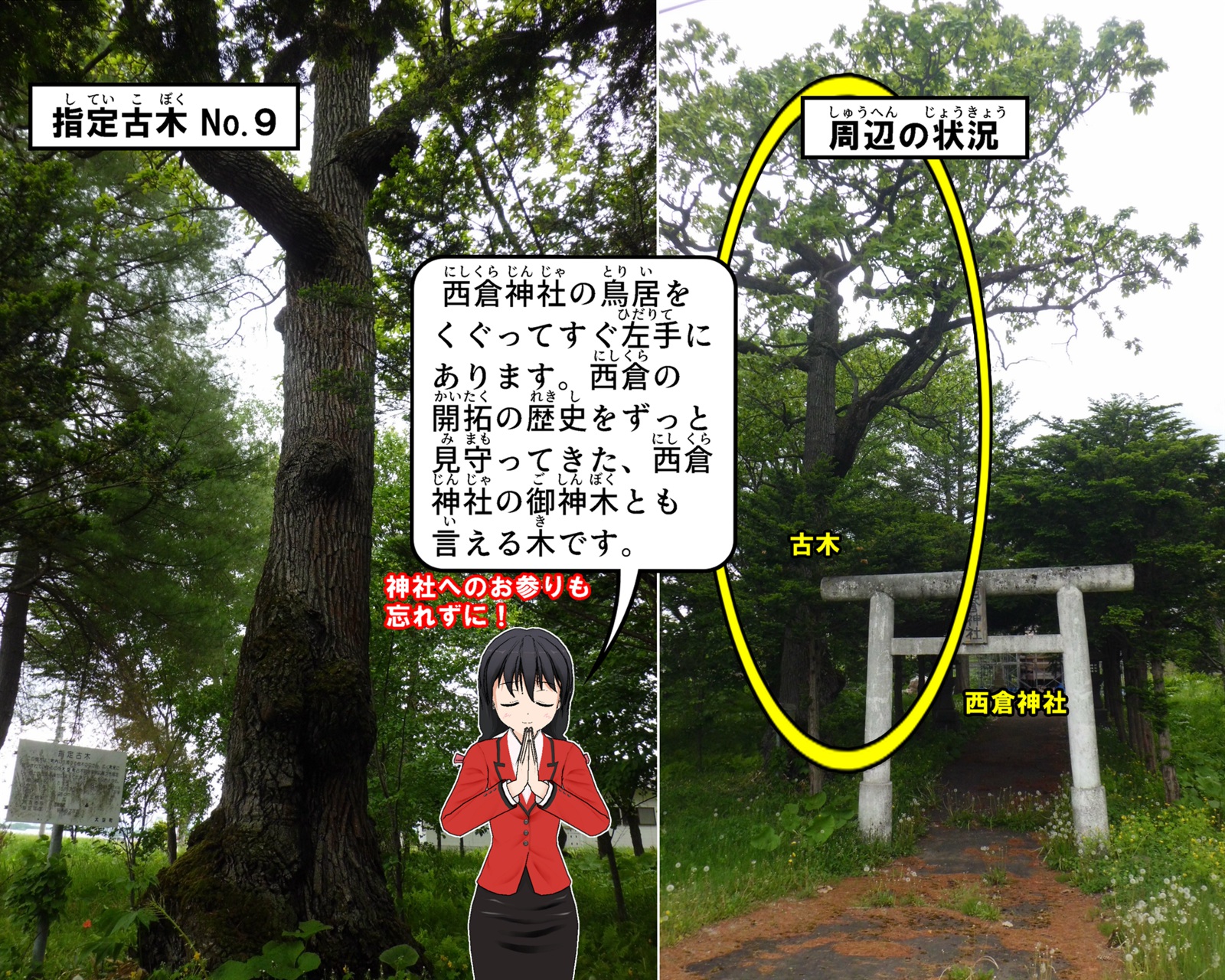 西倉神社の鳥居をくぐってすぐ左手にあるカシワの写真の説明をしているイラスト