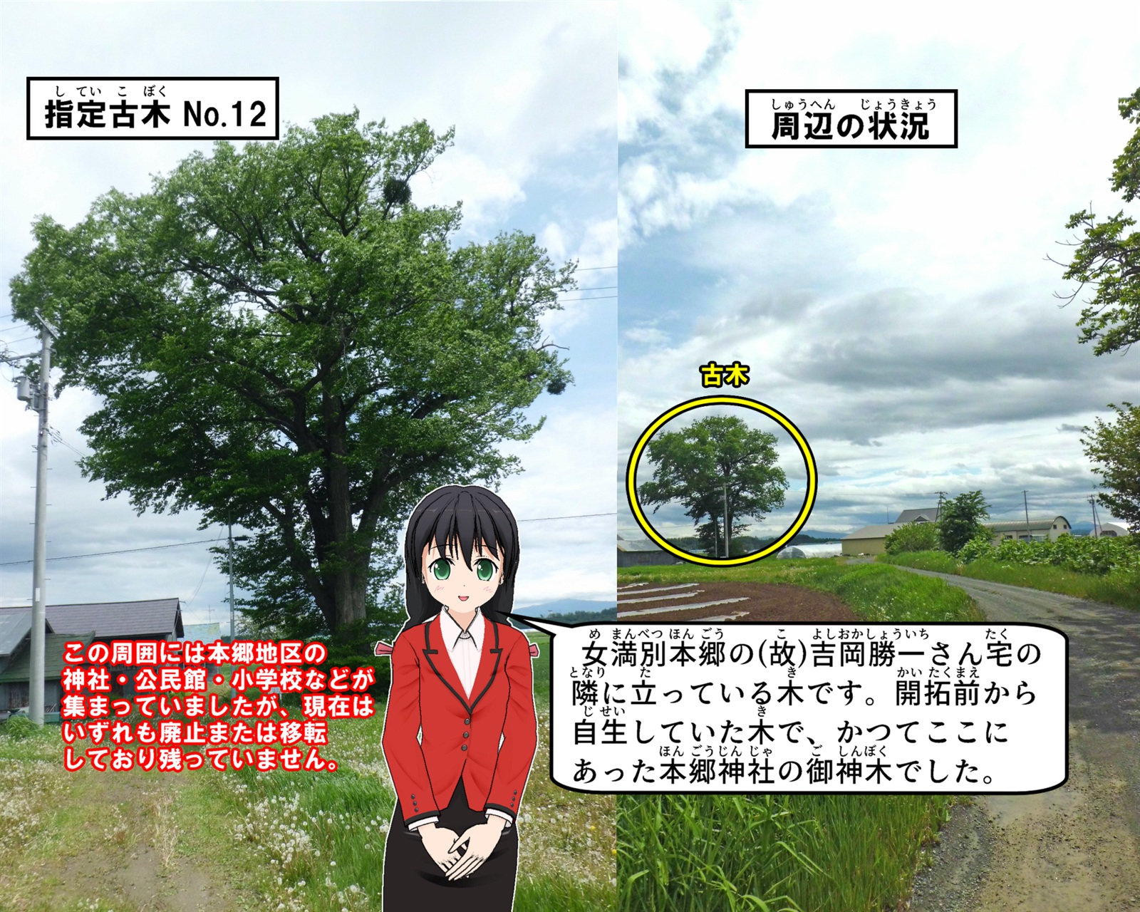 女満別本郷の故人吉岡勝一さん宅の隣に立っているハルニレの写真の説明をしているイラスト