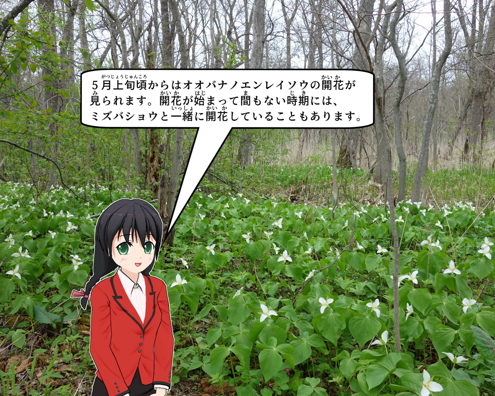 女満別湿生植物群落で咲き誇るオオバナノエンレイソウンついて説明をしているイラスト