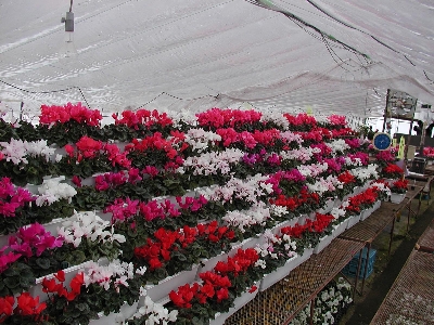 温室の中で紅白の花をつけた沢山のシクラメンが階段状に並んでいる写真
