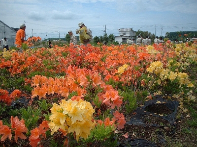 青空の下で咲くオレンジや黄色の沢山のツツジの花とその中で作業する生徒たちの写真