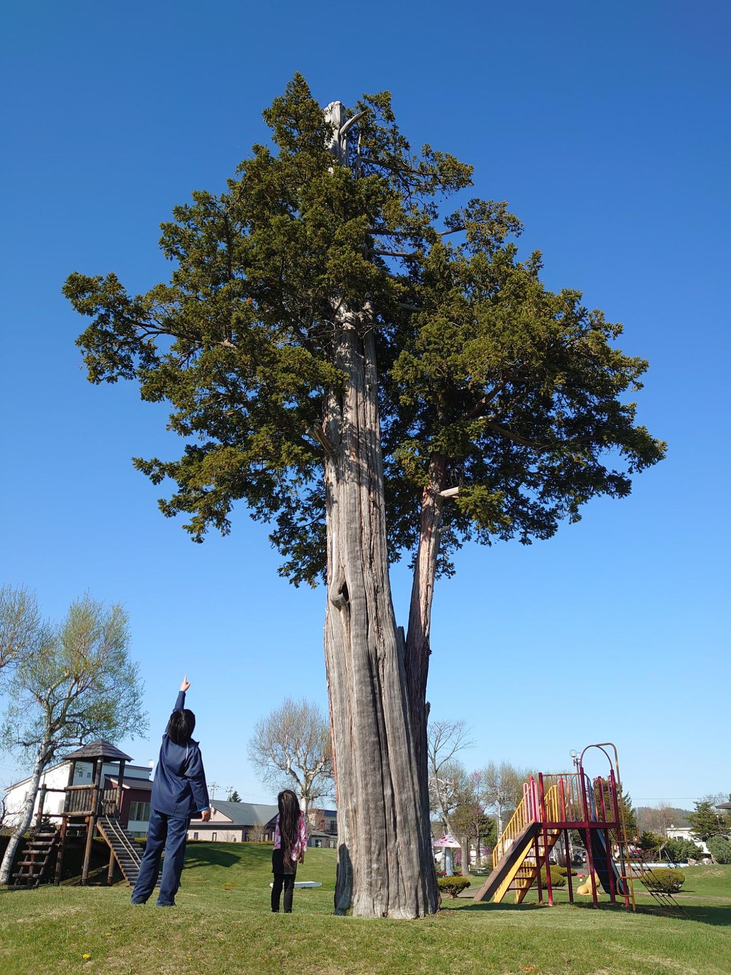 すべり台がある公園に立つ樹木と、左手を上げて指さしている大人と子どもを捉えた写真