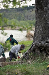 湖畔に立っている巨木の根の部分のゴミを拾って黄色いゴミ袋に捨てている参加者の写真