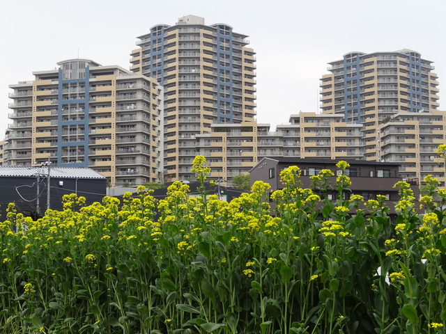 ひまわりが咲いている奥に立ち並ぶマンションの写真