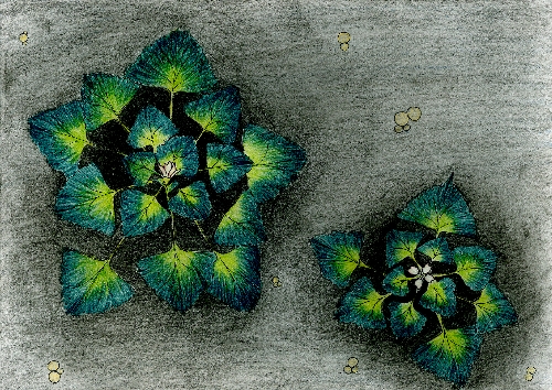 灰色の地面に咲いている、緑の葉に囲まれている白い二輪の花ベカンベのイラスト