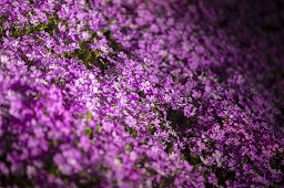 ライトアップされた薄紫色の満開の花の写真