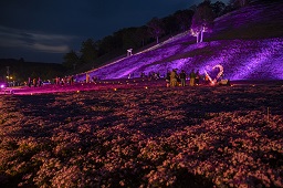 ハートマークのイルミネーションが光っている夜の芝浜公園の写真