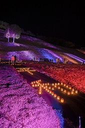 平和という文字に並べられているランタンとライトアップされている一面の花の写真