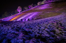 一面に咲いている花々がライトアップされている様子を見ている観光客たちの写真