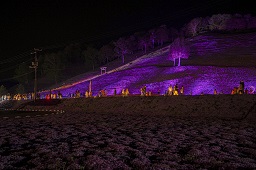 ライトアップされている花々や鳥居を見ている観光客たちの写真