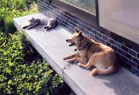 縁側で寝転んで日向ぼっこをしている猫と犬の写真