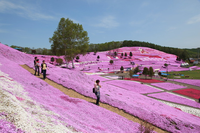 遠方まで続く斜面やそこから見下ろせる平地一面に赤、白、ピンクの芝桜が咲く中を数名の人たちが歩いている写真