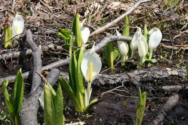 湿った土に横たわる枯れ枝の隙間から力強く伸びる黄緑色の葉と寄り添うように咲く揺り篭のような形をした白い水芭蕉の花の写真