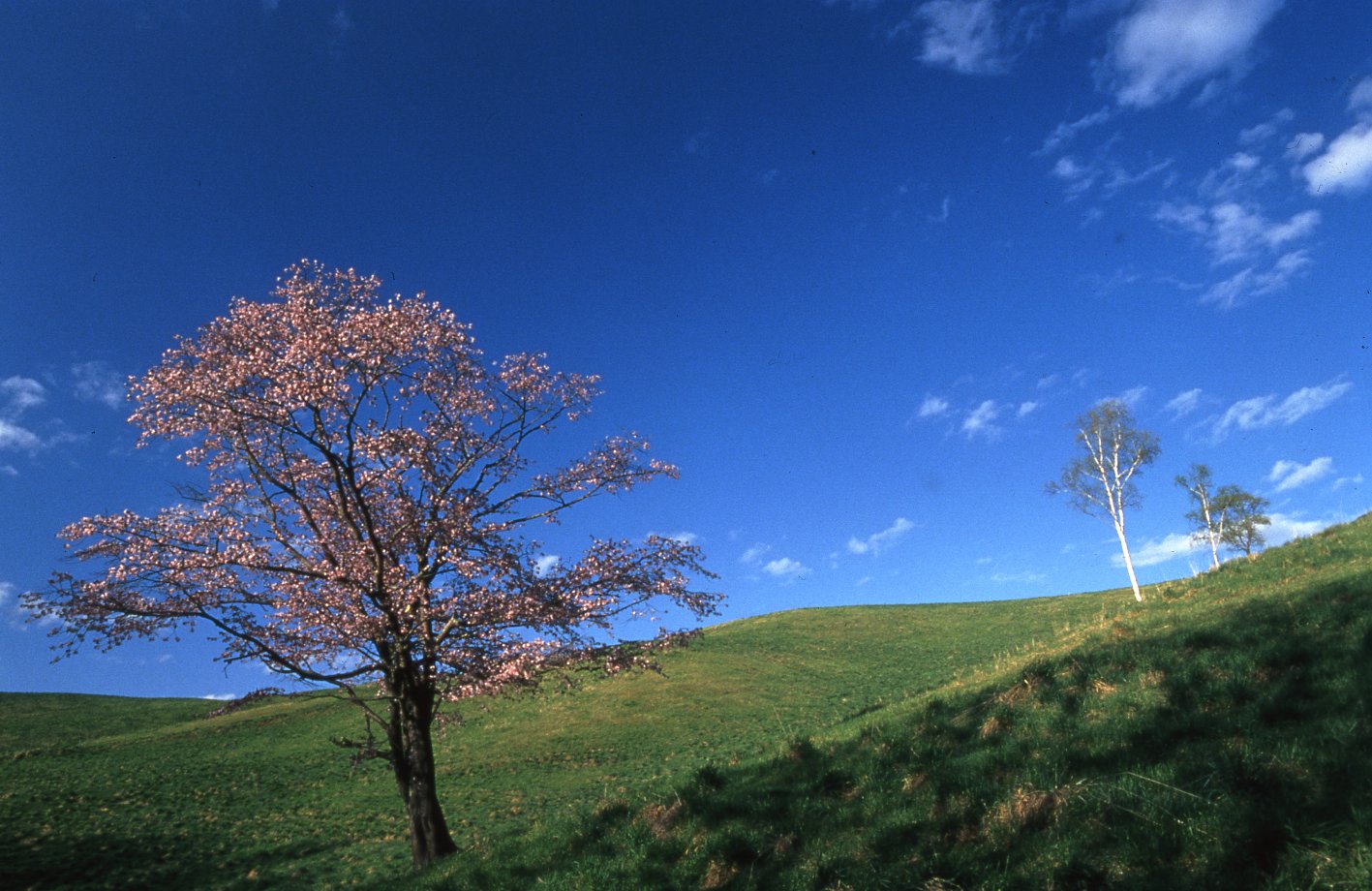 広い青空をバックに一面が緑色の丘の中腹に立つ黒い幹にピンク色の花をつけたエゾヤマザクラの写真