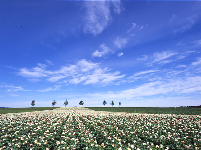遠く地平線と平行に7本の木が並び、そこから手前までずっと続く白い花を付けたジャガイモの広大な畑の写真