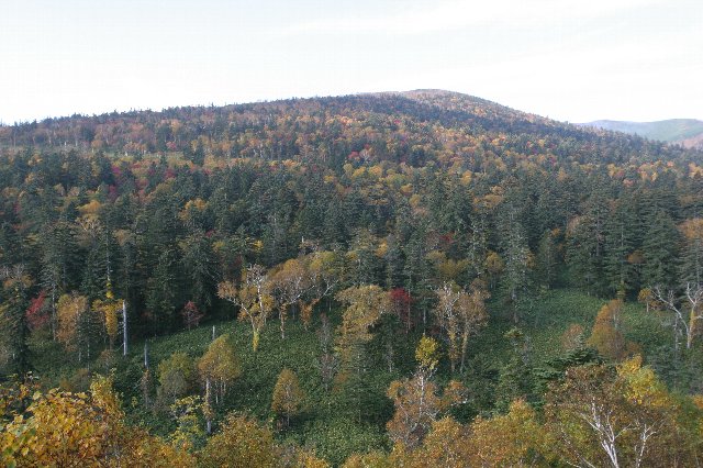 紅葉し黄色や赤の木々が立つなだらかな山々が重なって写っている写真