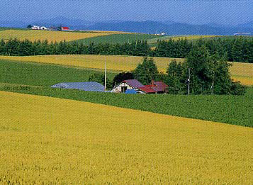 3軒の家と一面に広がる緑と黄色の花畑の写真