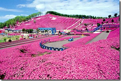 青空の下で一面ピンク色に咲く芝桜の写真