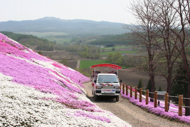 斜面に広がる芝桜の脇を車が通り、乗客が芝桜を眺めている様子の写真